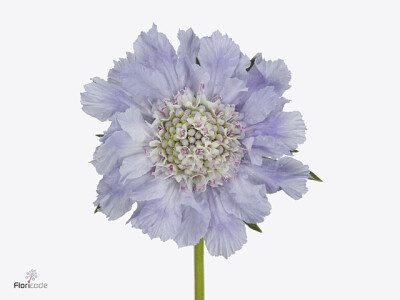 Scabiosa caucasica 'Jisca'