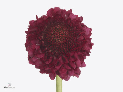 Scabiosa atropurpurea Focal Scoop Hot Pink