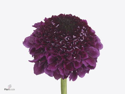 Scabiosa atropurpurea Focal Scoop Dark Purple