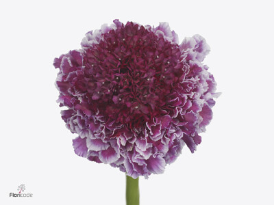 Scabiosa atropurpurea Focal Scoop Bicolor Pink