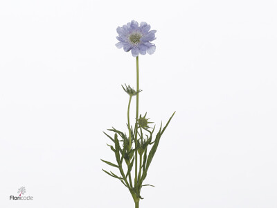 Scabiosa caucasica 'Midsummer River'