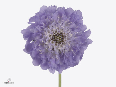 Scabiosa atropurpurea Focal Scoop Lavender