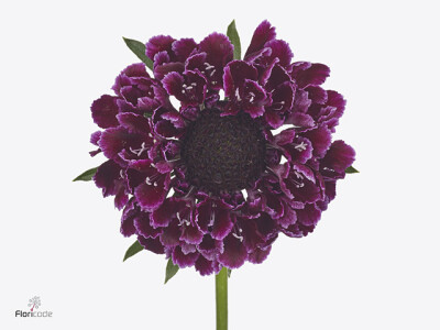 Scabiosa atropurpurea Focal Scoop Purple Lace