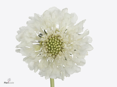 Scabiosa atropurpurea Focal Scoop White