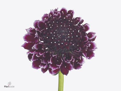 Scabiosa atropurpurea Sweet Cherry Scoop