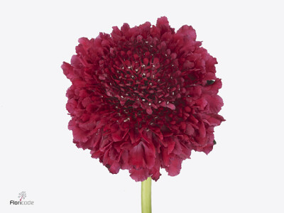 Scabiosa atropurpurea Dark Cherry Scoop