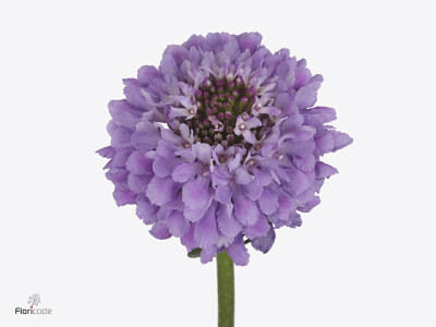 Scabiosa atropurpurea Pink Peppermint Bon Bon Scoop