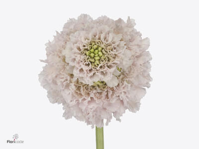 Scabiosa atropurpurea French Vanilla Bon Bon Scoop