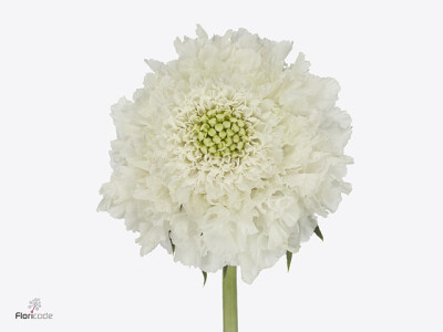 Scabiosa atropurpurea Focal Scoop White Improved