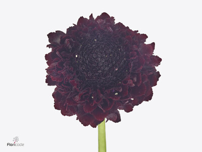 Scabiosa atropurpurea Bon Bon Scoop Merlot