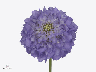 Scabiosa atropurpurea Dark Lavender Bon Bon Scoop