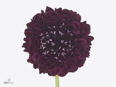 Scabiosa atropurpurea Focal Scoop Blackberry