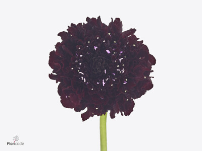 Scabiosa atropurpurea Bon Bon Marachino Cherry Scoop