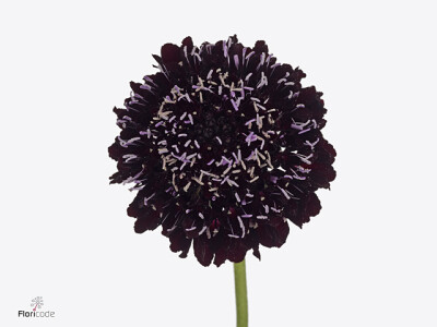 Scabiosa atropurpurea Da Vinci