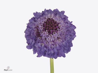 Scabiosa atropurpurea Miro