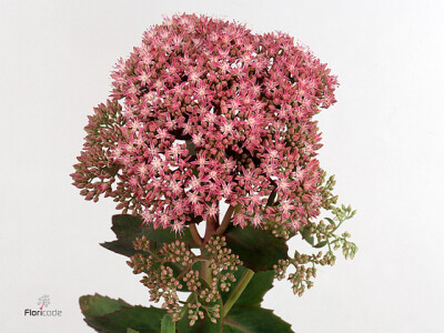 Sedum spectabile 'Carl'