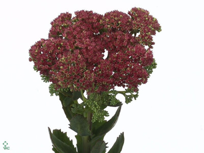 Sedum telephium 'Munstead Dark Red'