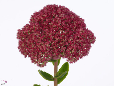 Sedum 'Herbstfreude'