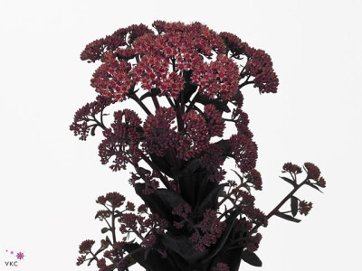 Sedum José Aubergine