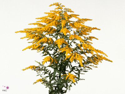 Solidago 'Marvellous Gold'