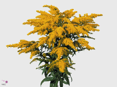 Solidago 'Strahlenkrone'