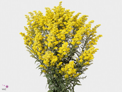 Solidago Tara