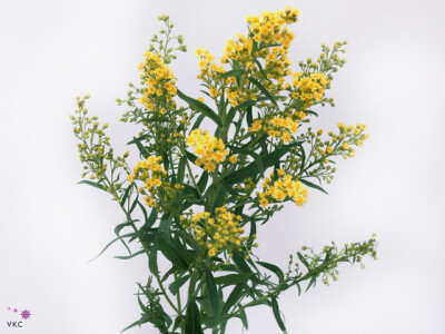 Solidago 'Super'