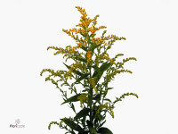 Solidago 'Kenya Gold'