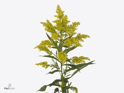 Solidago 'Bareight'