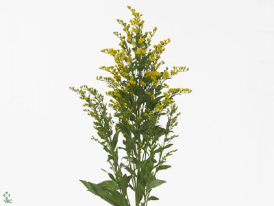 Solidago 'Golden Glory'