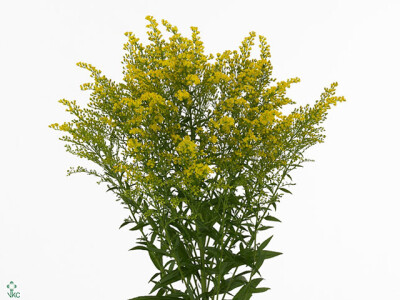 Solidago 'Super Star'