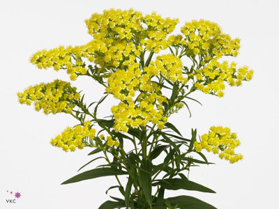 Solidago 'New Design'