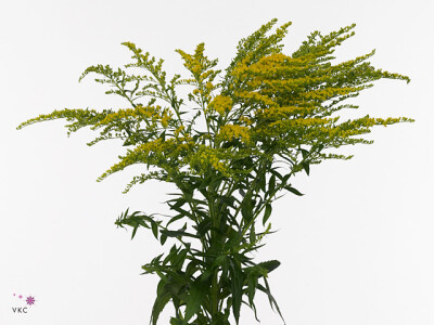 Solidago 'Talita'