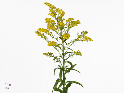 Solidago 'Strong Design'