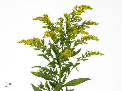 Solidago Carzan Glory