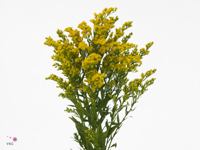 Solidago Solid Beauty