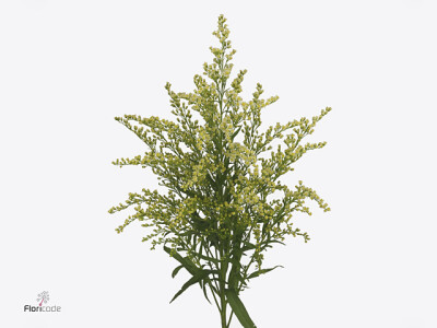 Solidago Moonlight Glory