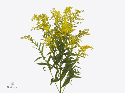 Solidago Sunny Glory