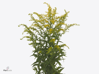 Solidago 'Sunshine'