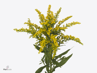 Solidago Frida