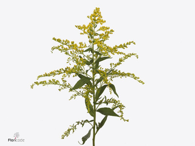 Solidago Mini Gold