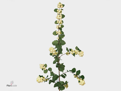 Symphoricarpos (White Berry Grp) Magical Bright Fantasy