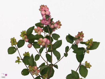 Symphoricarpos (Pink Berry Grp) Magical Pride