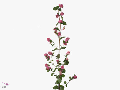 Symphoricarpos (Pink Berry Grp) Magical Melody