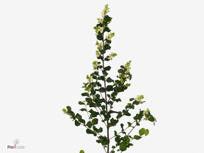 Symphoricarpos (White Berry Grp) Magical Lemon And Lime