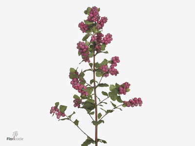 Symphoricarpos (Pink Berry Grp) Magical Ruby Giant