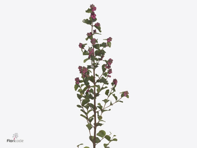 Symphoricarpos (Pink Berry Grp) Magical Montego