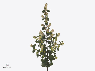 Symphoricarpos (White Berry Grp) Rave