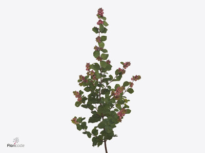 Symphoricarpos (Pink Berry Grp) Rumble