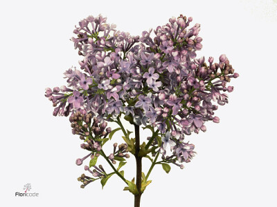 Syringa vulgaris 'Hugo Koster'